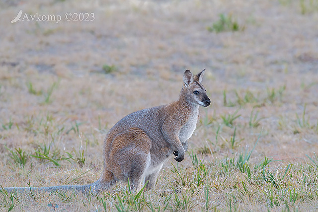 wallaby 10031