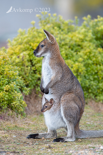 wallaby 10230