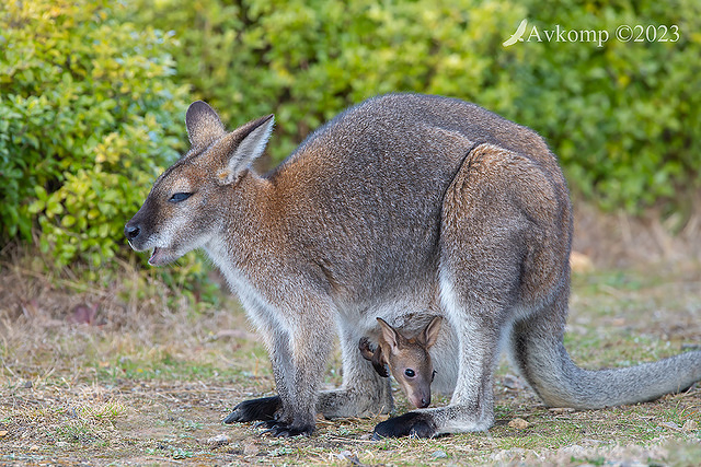 wallaby 10232