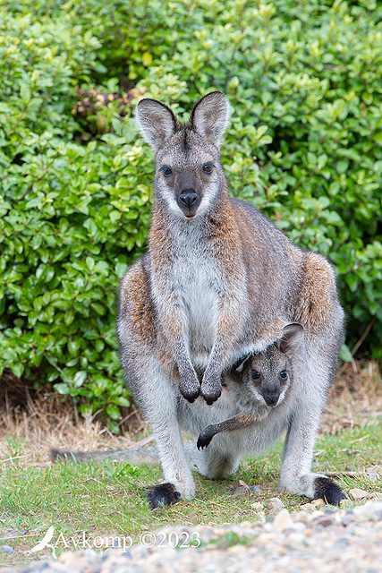 wallaby 10560