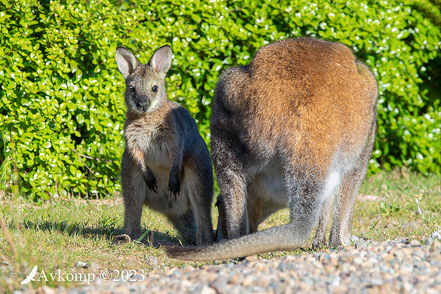 wallaby 10775