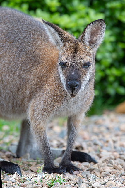 wallaby 10978