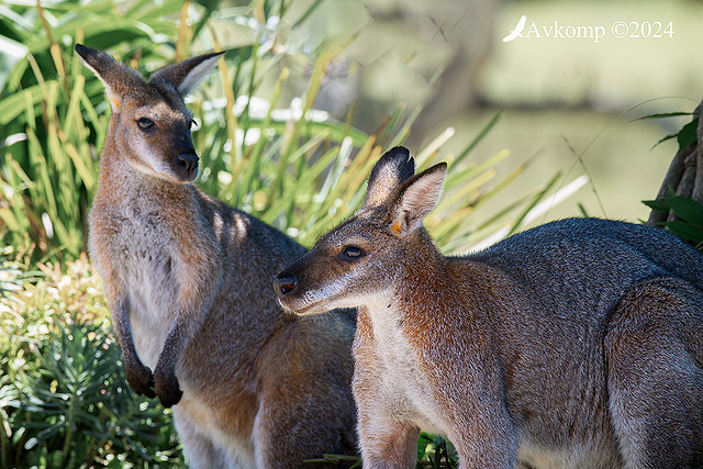 wallaby 11003