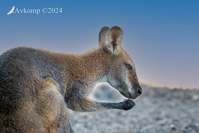 wallaby 11013 desat