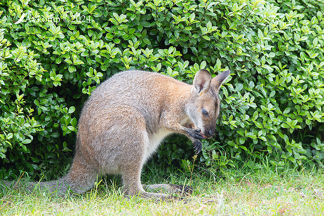 wallaby 11017