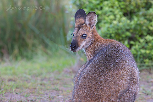 wallaby 11048