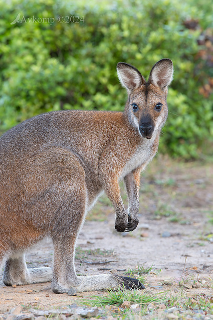 wallaby 11049