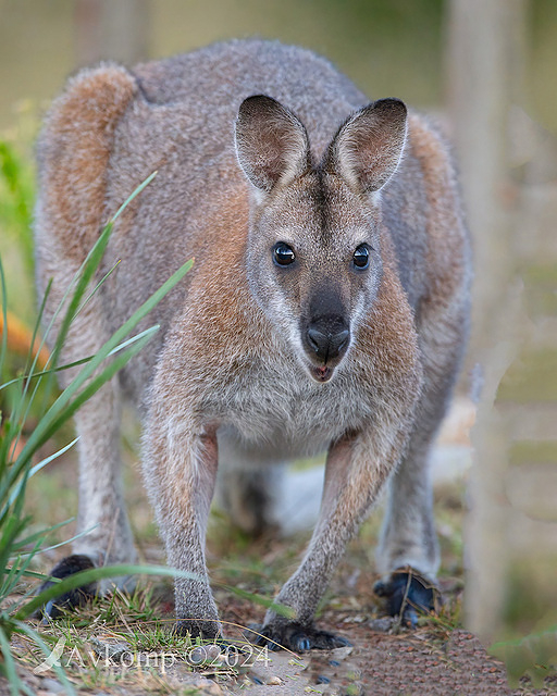 wallaby 11100