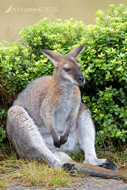 wallaby 11106