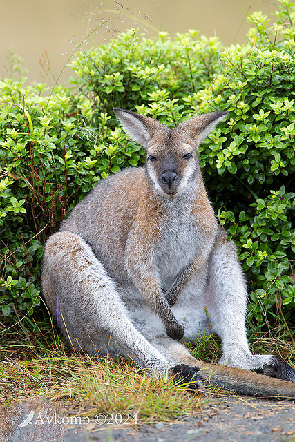 wallaby 11107