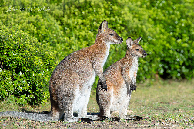 wallaby 11133