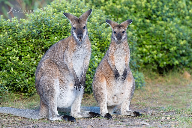 wallaby 11134