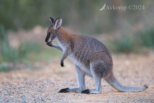 wallaby 11135