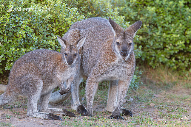 wallaby 11166