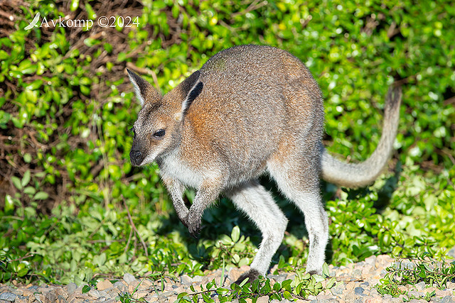 wallaby 11185