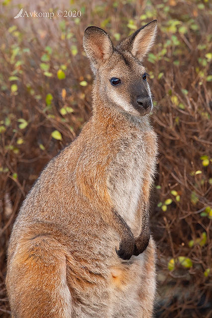 wallaby 2730