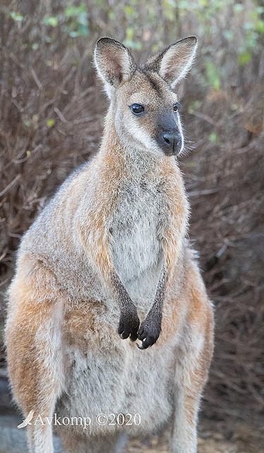 wallaby 2799