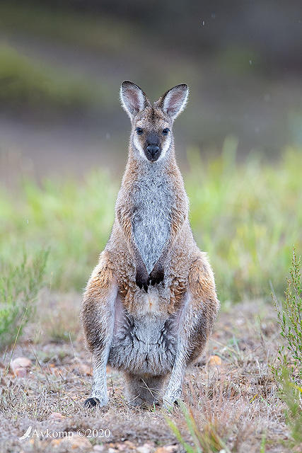 wallaby 2903