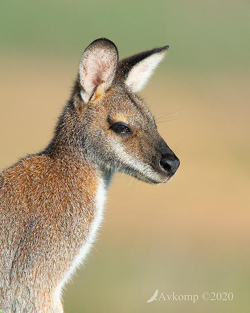 wallaby 3069