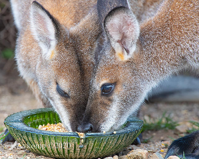 wallaby 3072