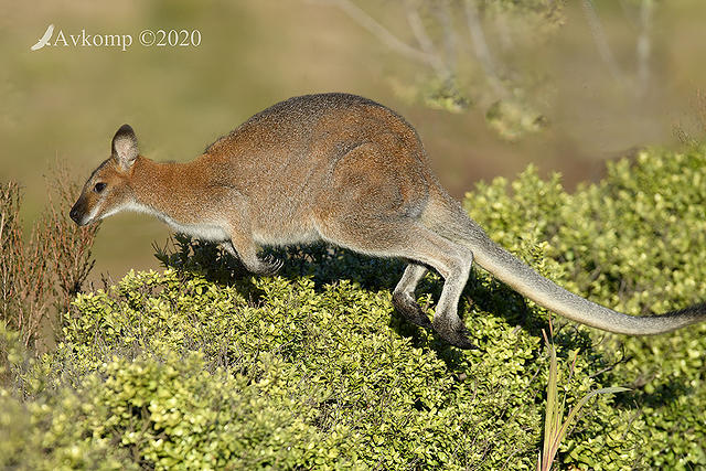 wallaby 3790 