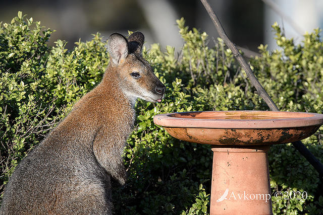 wallaby 4015