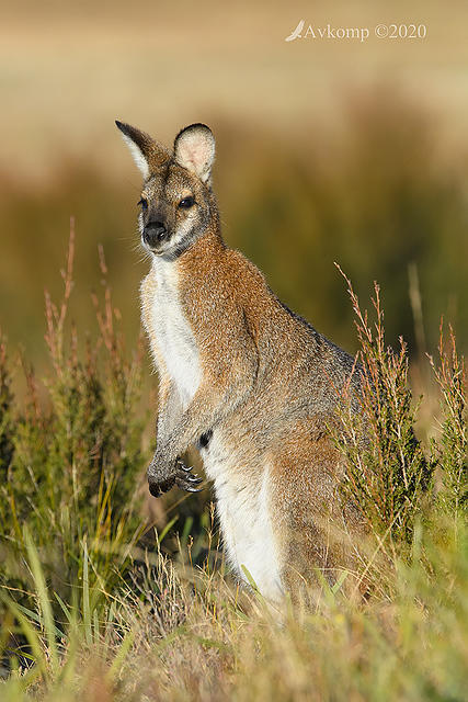 wallaby 4018