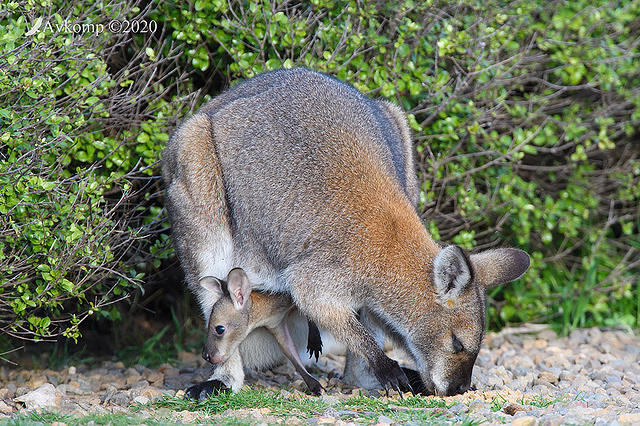 wallaby 4459