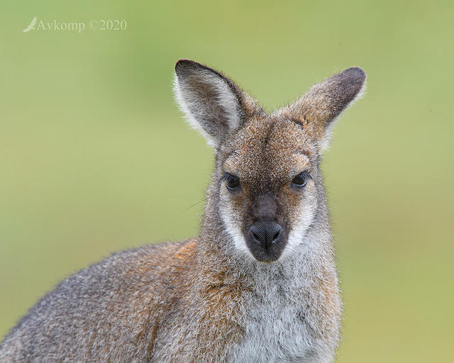 wallaby 4462