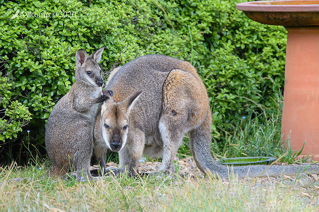 wallaby 4883