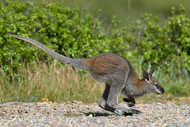 wallaby 4901