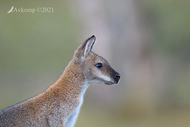 wallaby 5259