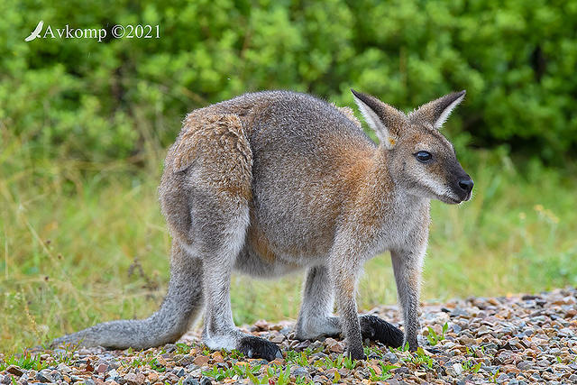 wallaby 5260