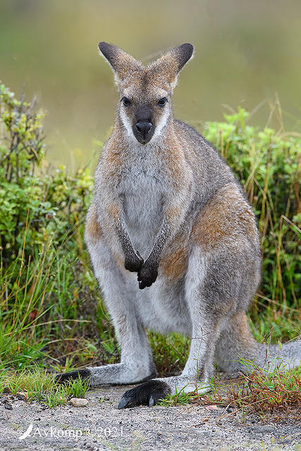 wallaby 5261