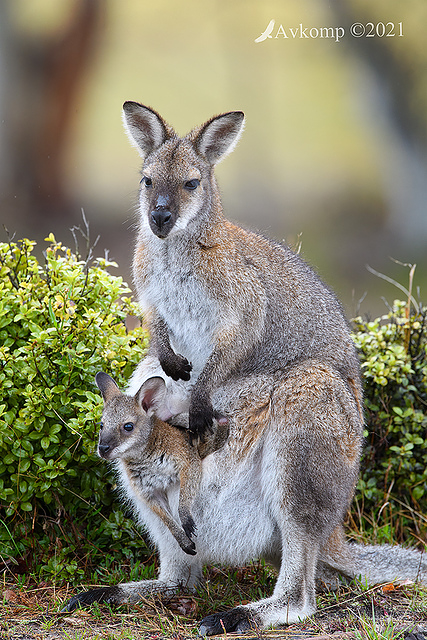 wallaby 5991