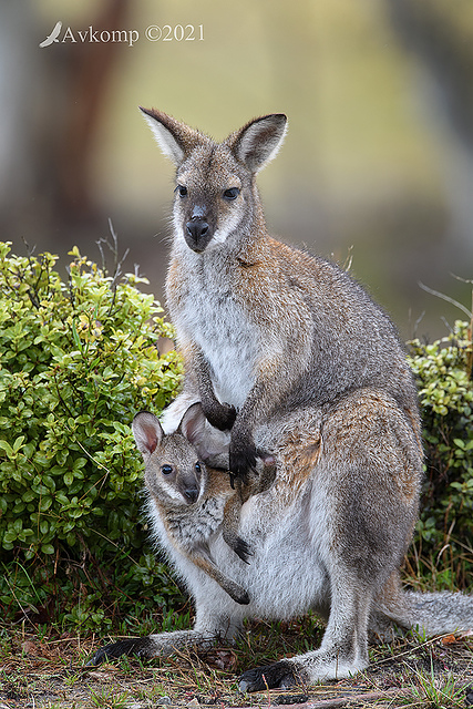 wallaby 5992