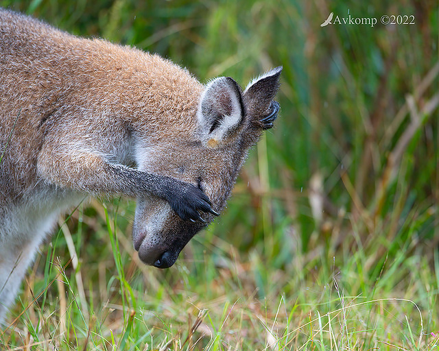 wallaby 6753