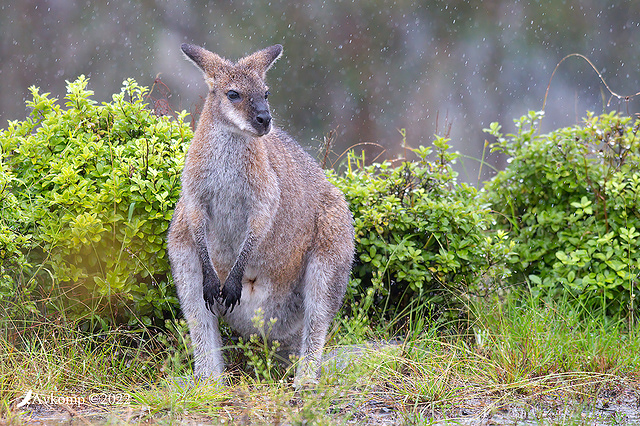 wallaby 6859