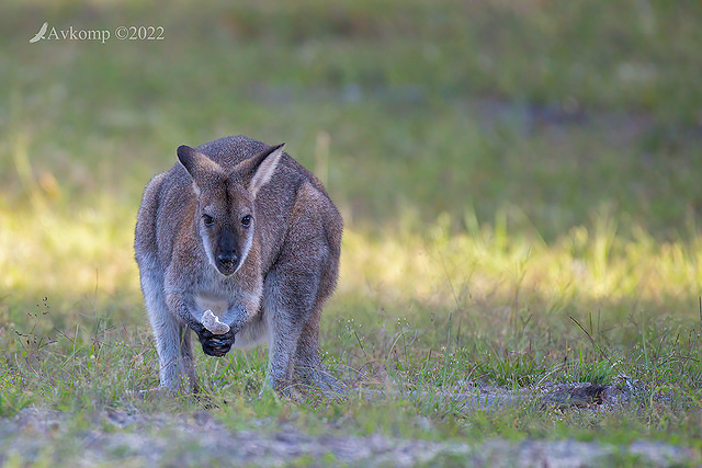 wallaby 6925