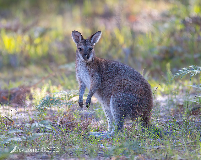 wallaby 6929