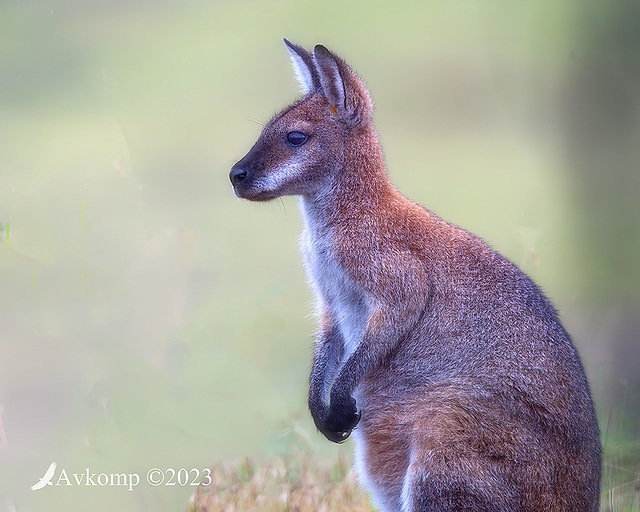 wallaby 9153