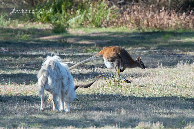 wallaby and goat 1975