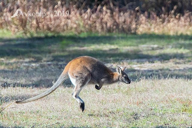 wallaby and goat 1979