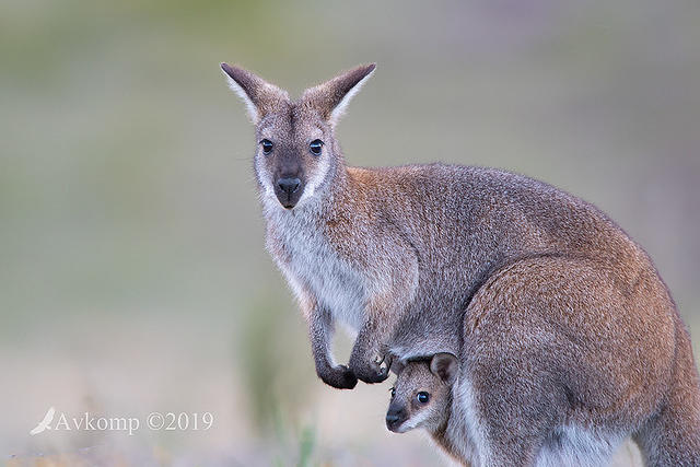 wallaby20191024 0001