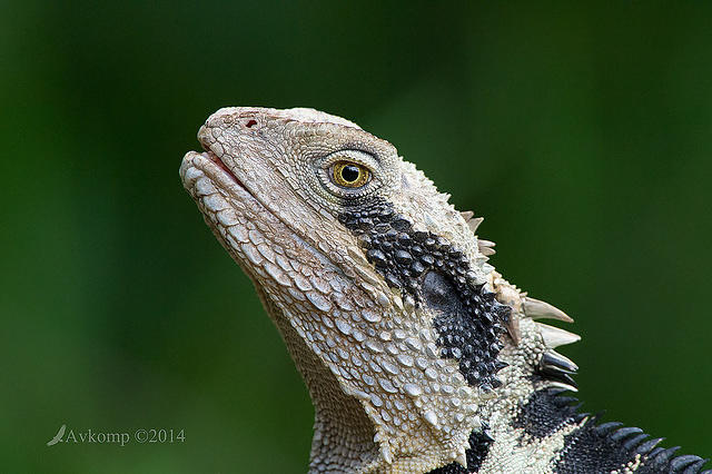 water dragon 13251