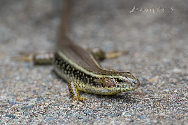 water skink 1200mm vr on 12126