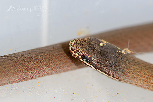 white lipped snake 2245