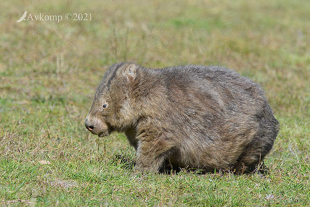 wombat 5367