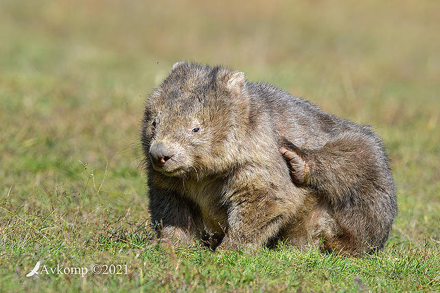 wombat 5372