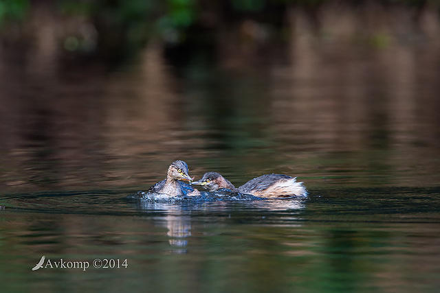 Australian grebe 15688